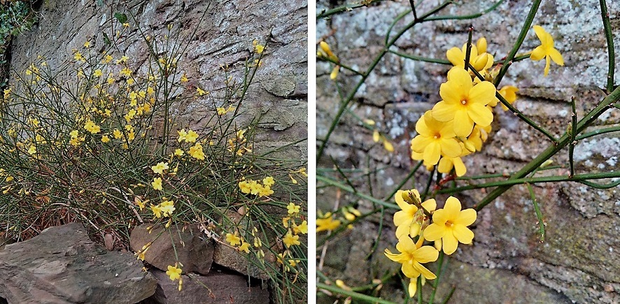 Winter_flowering_yellow_jasmine
