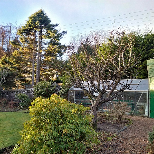 January_1st_2017_Perthshire_garden