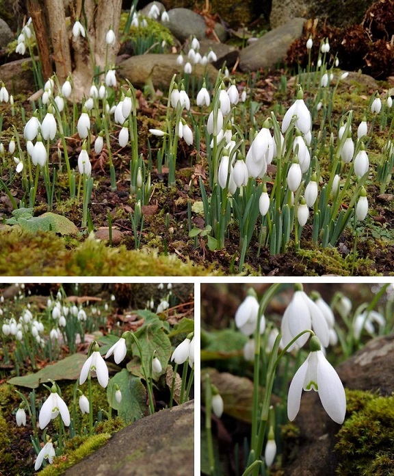 Snowdrops_in_Scottish_garden