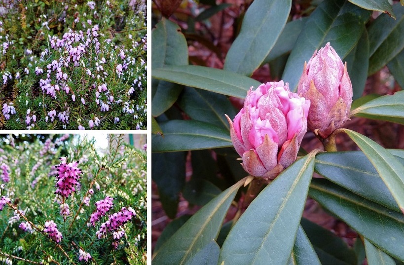 Pink_heathers_and_pink_rhododendron_buds
