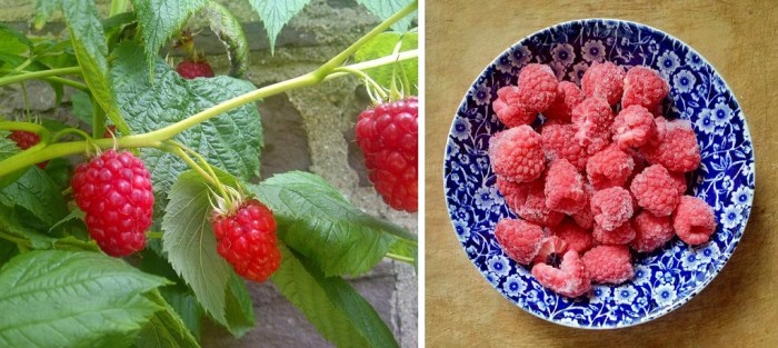 Homegrown_raspberries_on_the_branch_and_frozen