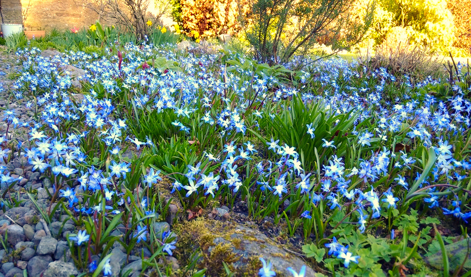 Flowerbed_ and_pathways_covered_in_Chionodoxa