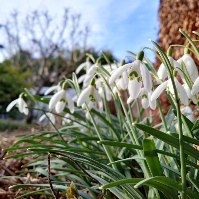 Snowdrops_in_full_bloom