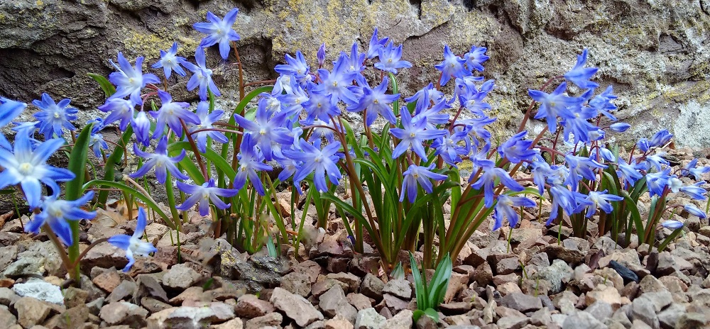 Chionodoxa_growing_in_gravel_path