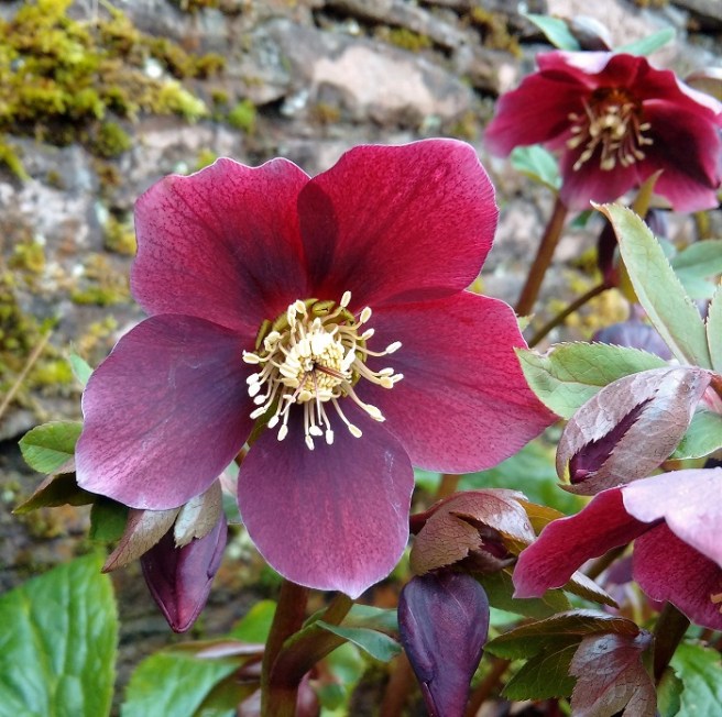 Single_dark_purple_red_hellebore_bloom