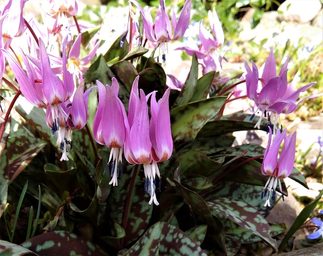 A_group_of_dogtooth_violets_growing_on_a_rockery