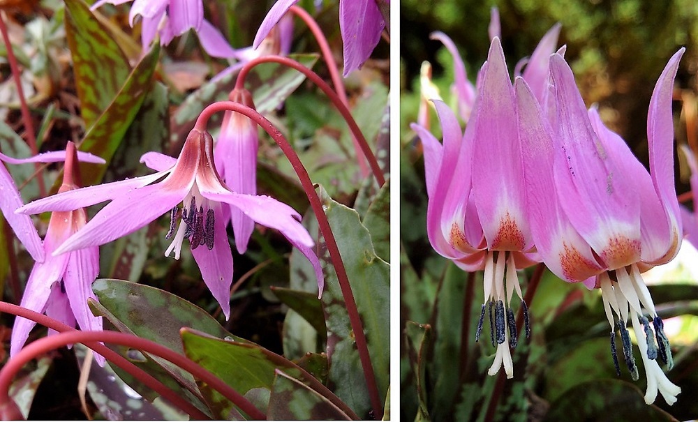 Eythronium_Dens_cannis