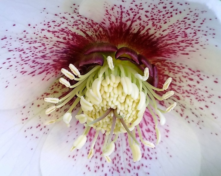Centre_of_white_hellebore