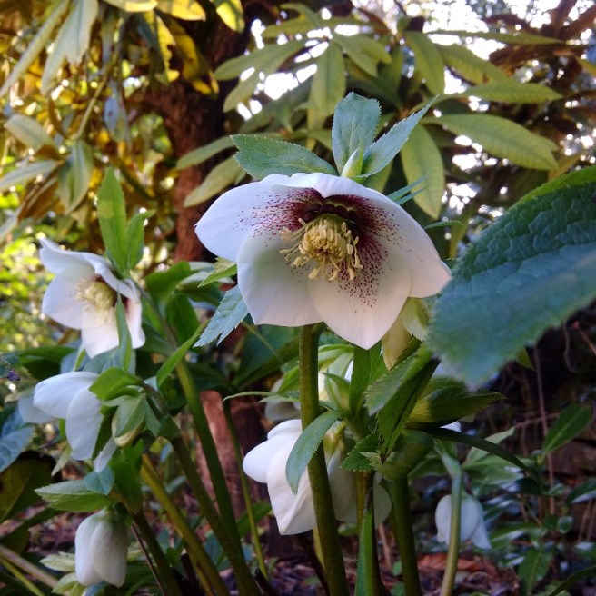White_hellebore_in_a_Scottish_garden