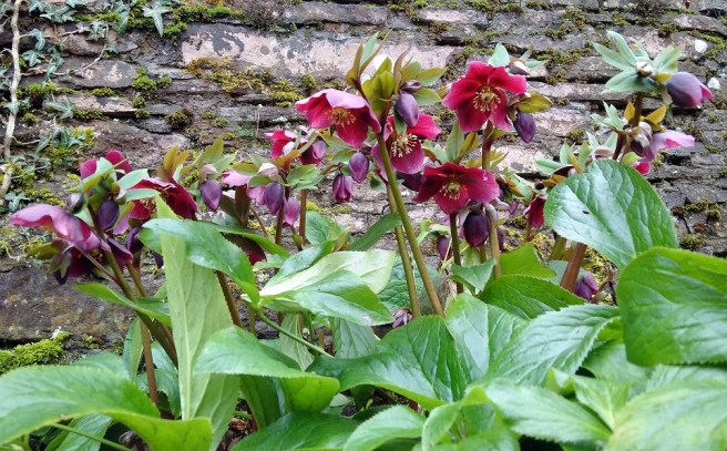 Dark_red_purple_hellebores