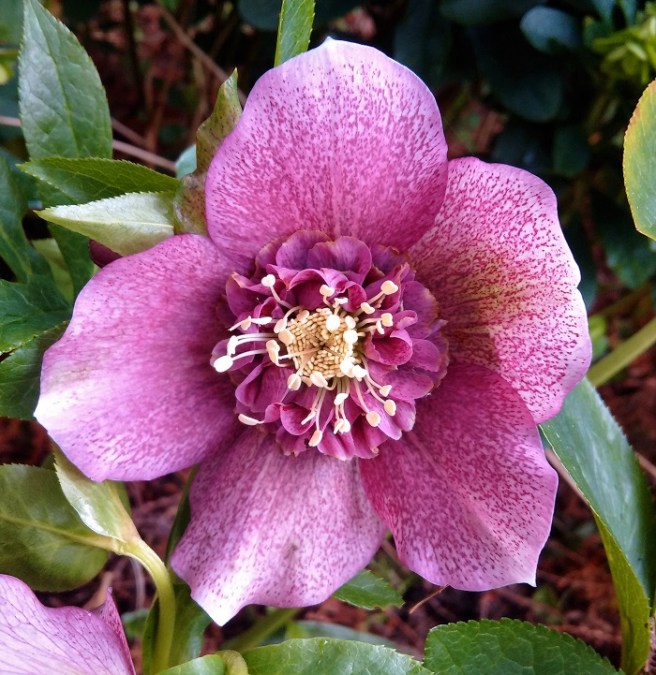 Light_purple_hellebore_bloom