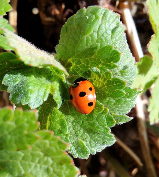 Ladybird_on_geranium_leaf
