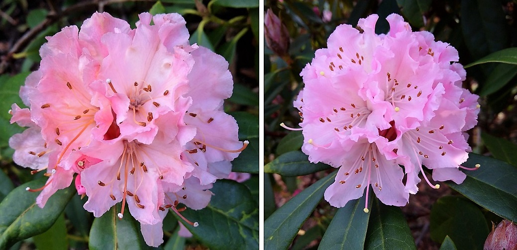 Two_subtle_pink_flowering_rhododendron_flowers