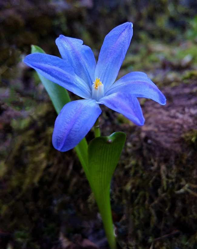 Single_Scilla_flower_in_bloom
