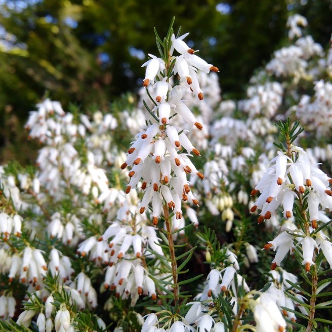 Scottish_garden_white_heather_flowering_in_March