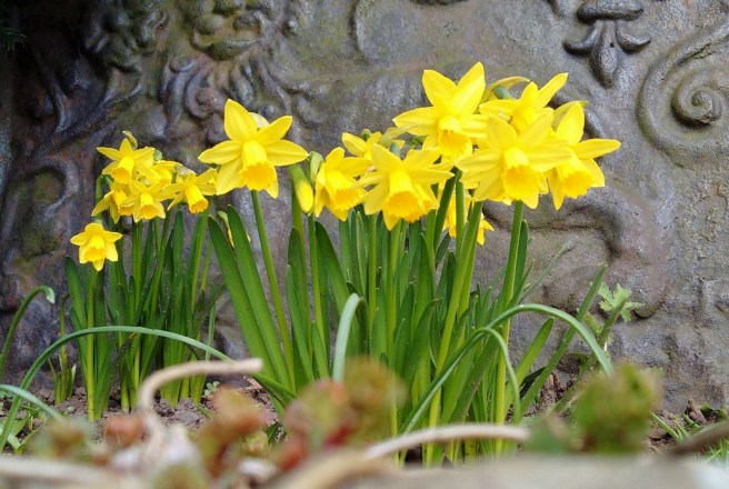 Miniature_narcisisus