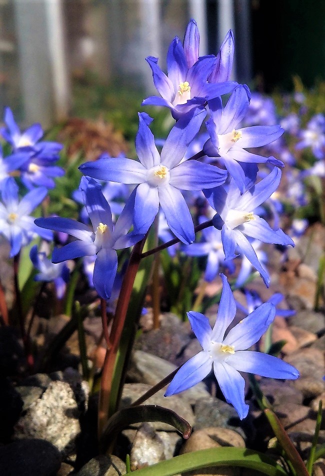 Chionodoxa_in_a_sunny_spot