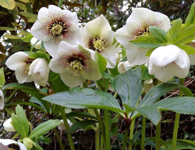 White_and_burgundy_hellebores