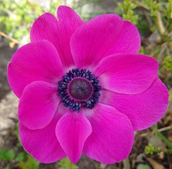 Pink_anemone