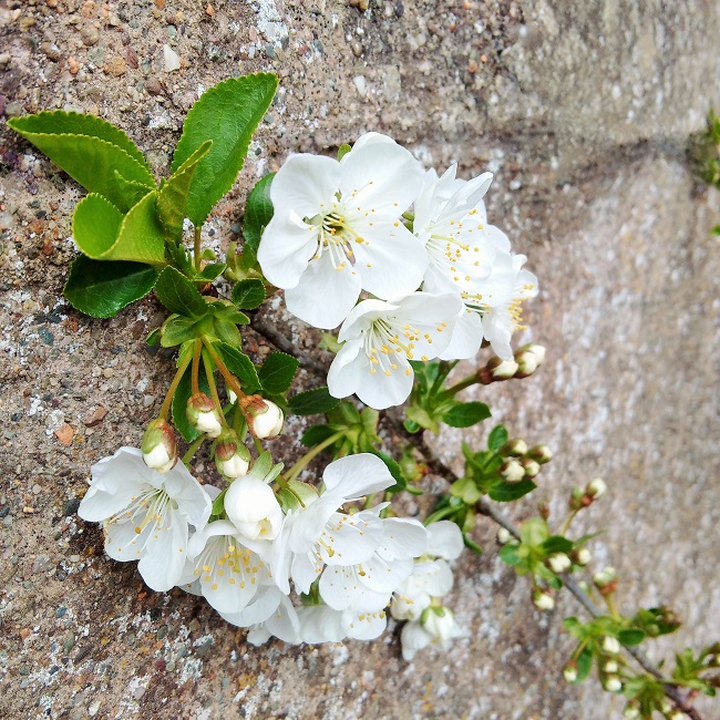 Morello_cherry_blossom