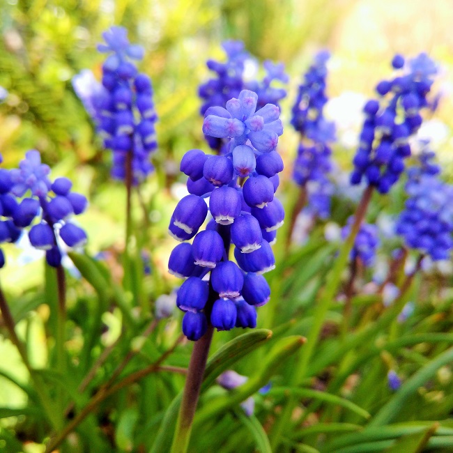 Muscari_or_grape_hyacinth