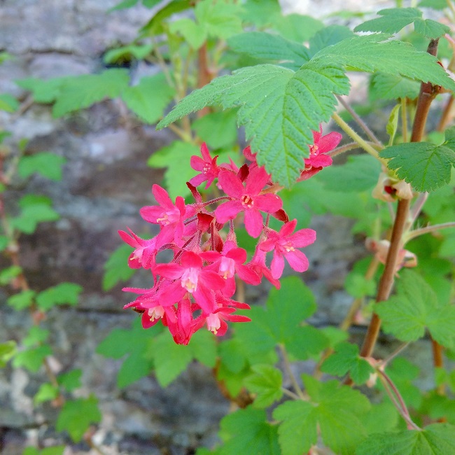 Blackurrant_scented_leaves_and_flowers_of_theRibes_sanguinum