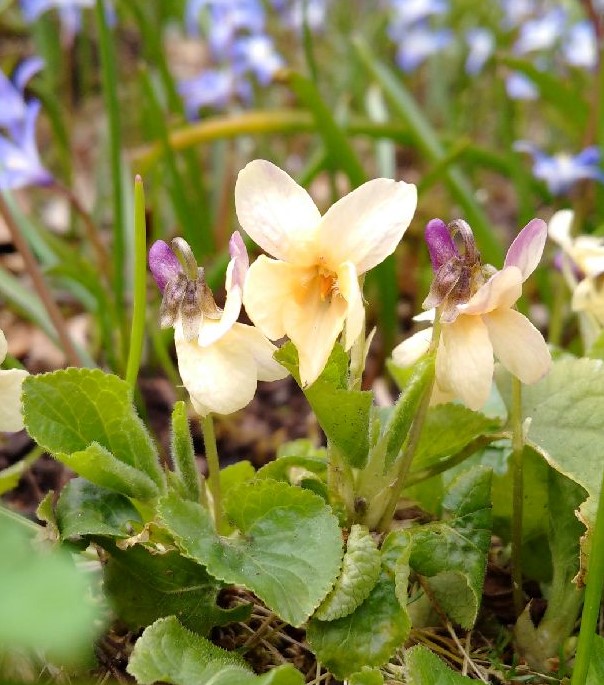 Tiny_pale_yellowviolet_with_vanilla_scented_flowers