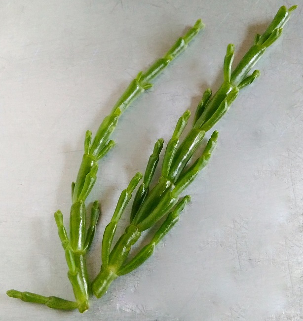 Two_stems_of_marsh_samphire