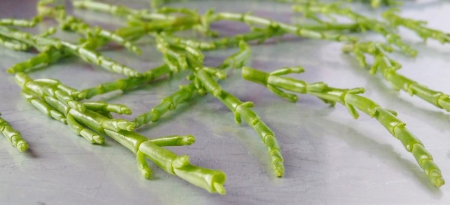 Stems_of_fres_marsh_samphire
