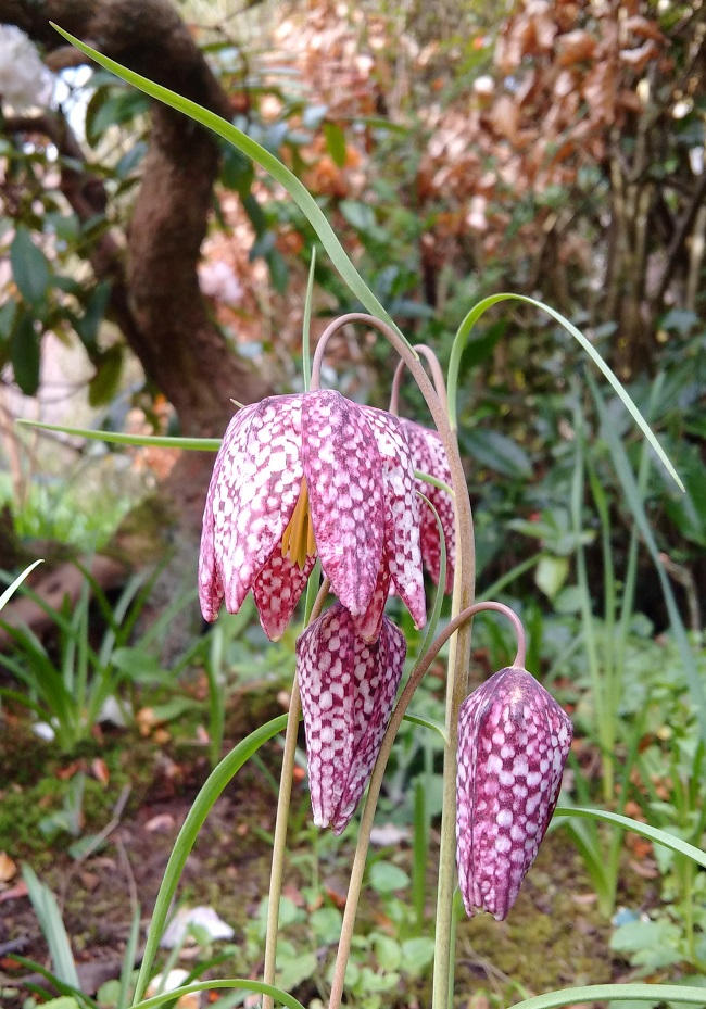A_few_stems_of_snakeshead_fritillay