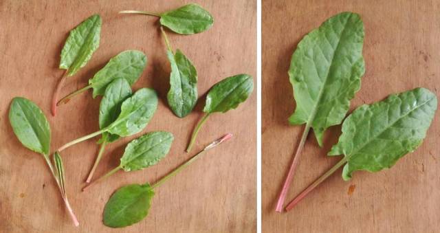 Very_young_tender_leaves_ and_more_mature_sorrel_leaves
