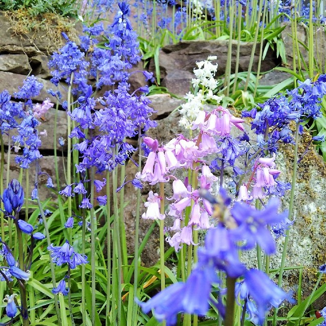 Blubells_and_pink_and_white_varieties
