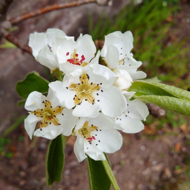 Pear_tree_blossom