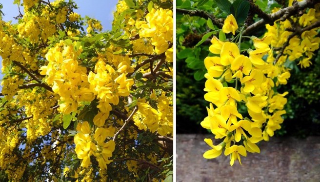 Laburnum_ree_in_full_bloom