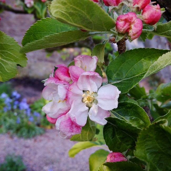 Pink-white_apple_blossom