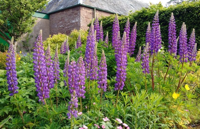Purple-blue_lupins