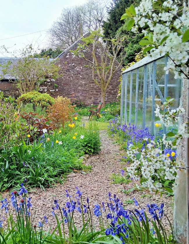 Bluebells_blossom_and_Welsh_poppies