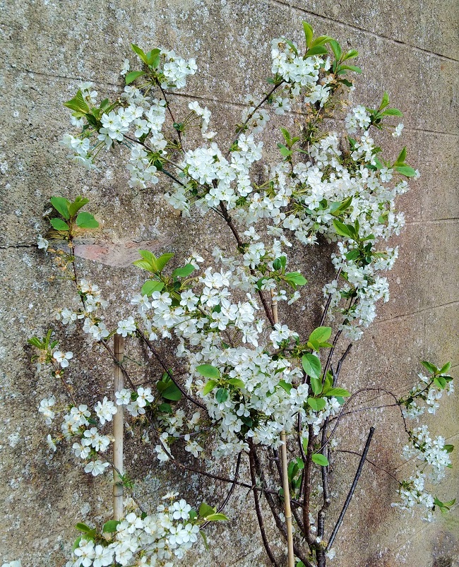 Morello_cherry_tree_in_blossom