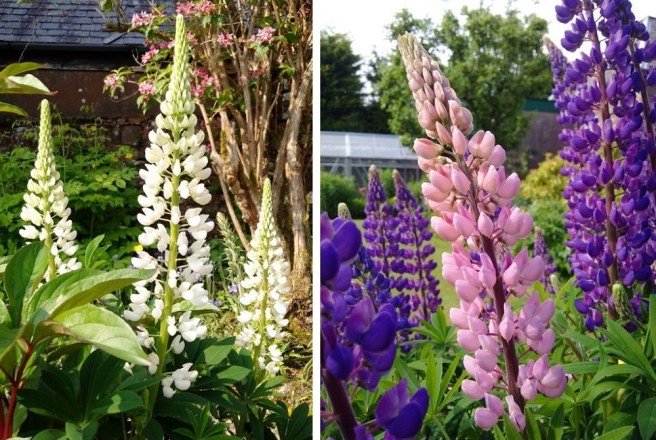 White_pink_and_blue_lupins