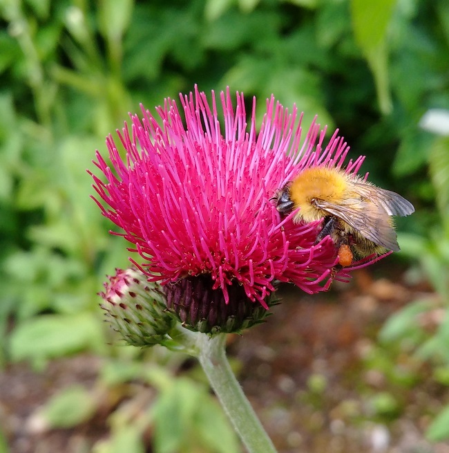 Circium_rivulare_or_plume_thistle_Atropupureum