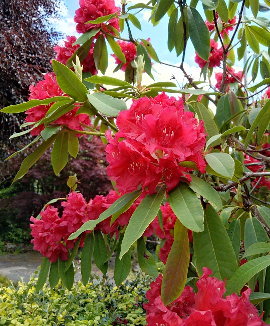 Scarlet_red_rhododendron