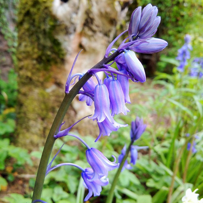 Bluebell_close_up
