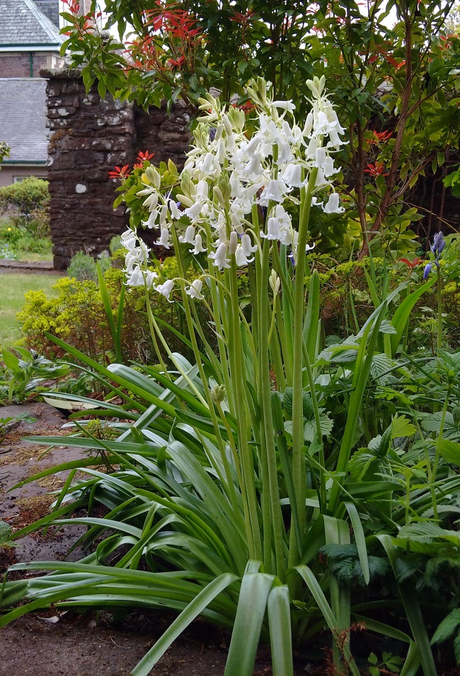 Tall_white_bluebells