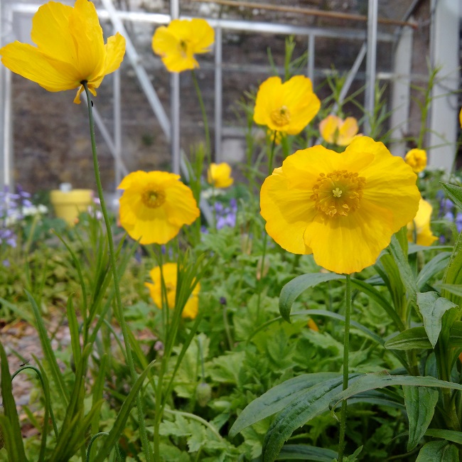 Sunny_yellow_Welsh_poppies