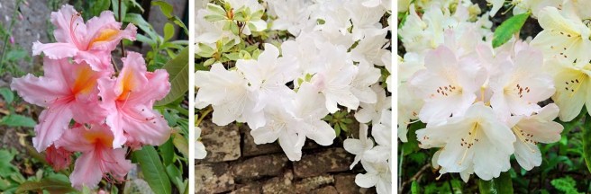 Peach-pink_rhododendron_with_white_azalea_and_an_apple-blossom-pink_rhododendron