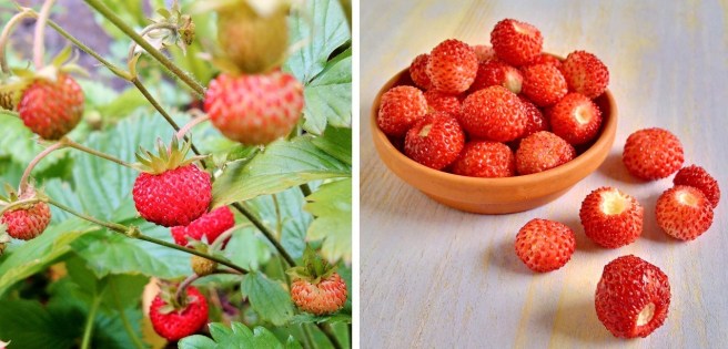 Growing_wild_small_alpine_strawberries