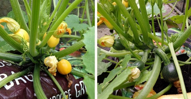 Yellow_and_green_courgette_plants