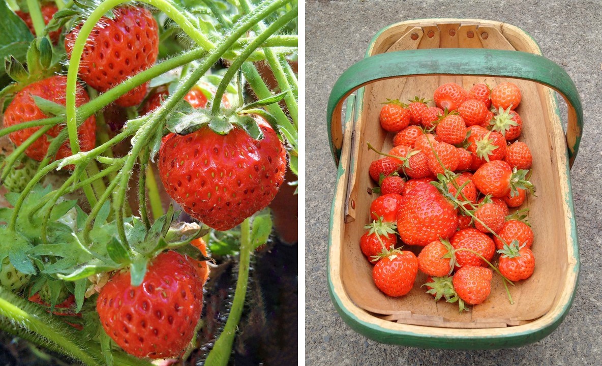 Growing_and_harvested_homegrown_strawberries