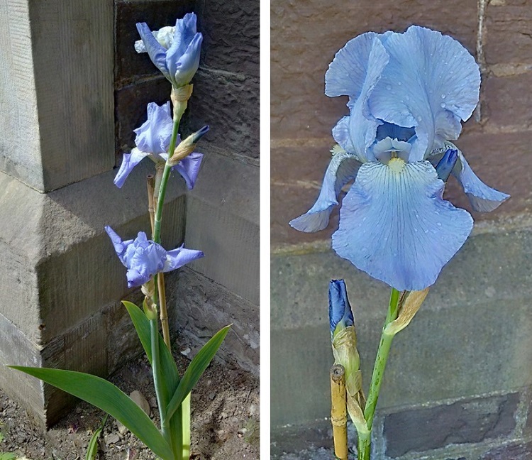 Pale_blue_iris_pallida