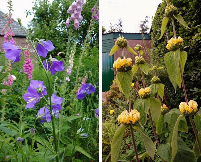 Foxgloves_campanula_and_phlomis